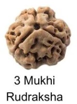 3 Mukhi Rudraksha